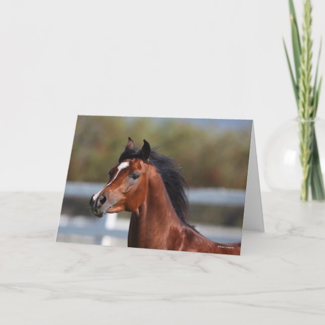 Bob Langrish | Bay Arab Colt Headshot Kort (Framsida)