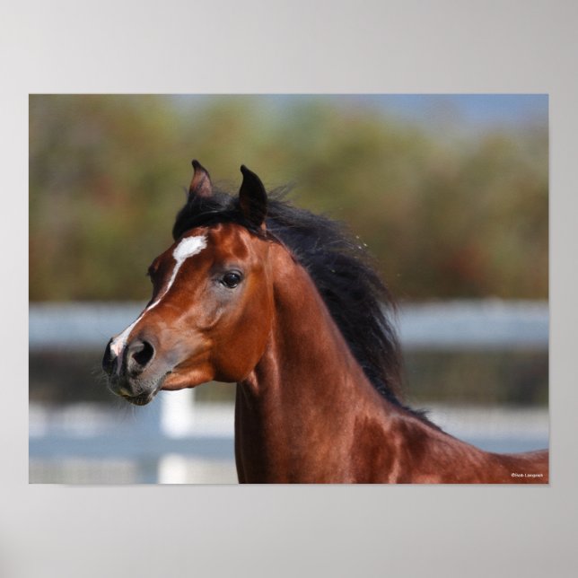 Bob Langrish | Bay Arab Colt Headshot Poster (Framsidan)