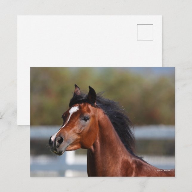 Bob Langrish | Bay Arab Colt Headshot Vykort (Fram/baksida)
