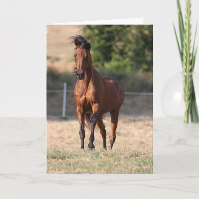 Bob Langrish | Bay Arab Standing Mane Blowing Kort (Framsida)