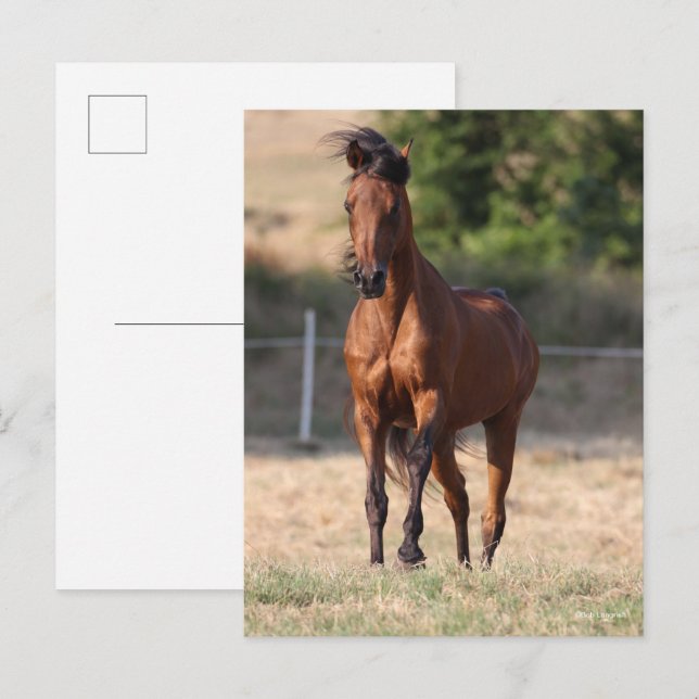 Bob Langrish | Bay Arab Standing Mane Blowing Vykort (Fram/baksida)