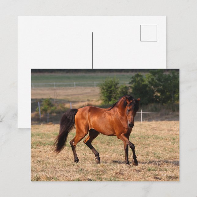 Bob Langrish | Bay Arab Walking Vykort (Fram/baksida)