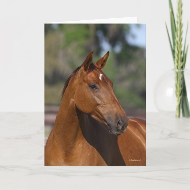 Bob Langrish | Bay Canadian Sport Horse Headshot Kort (Framsida)