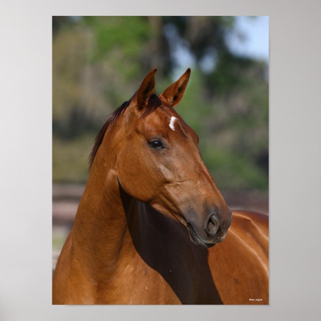 Bob Langrish | Bay Canadian Sport Horse Headshot Poster (Framsidan)