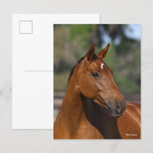 Bob Langrish   Bay Canadian Sport Horse Headshot Vykort