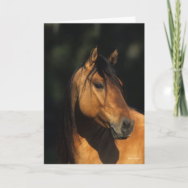 Bob Langrish | Bay Kiger Mustang Stallion Headshot Kort (Framsida)