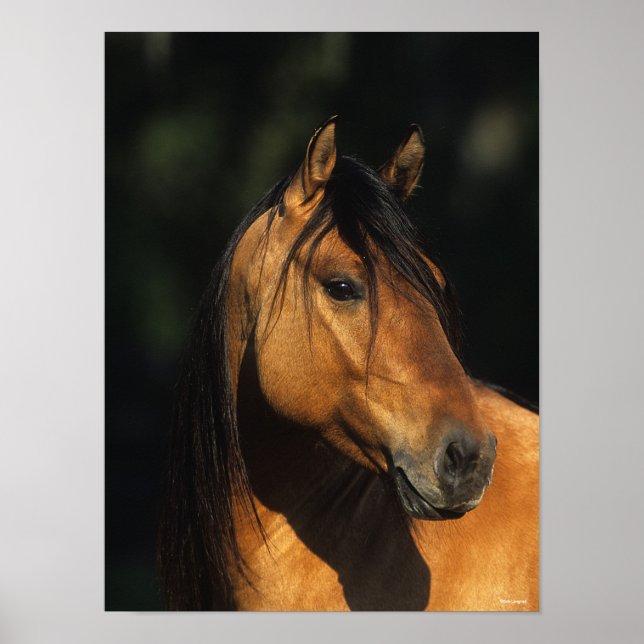 Bob Langrish | Bay Kiger Mustang Stallion Headshot Poster (Framsidan)