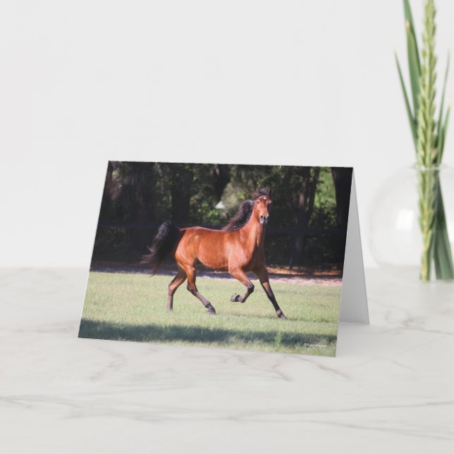 Bob Langrish | Bay Tennessee Walker Running Kort (Framsida)