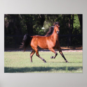 Bob Langrish Bay Tennessee Walker Running Poster