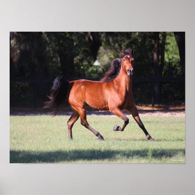 Bob Langrish | Bay Tennessee Walker Running Poster (Framsidan)