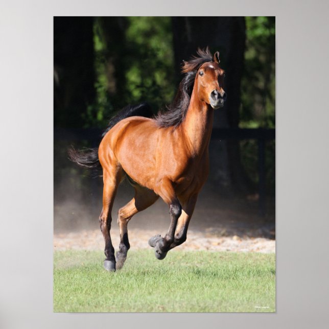 Bob Langrish | Bay Tennessee Walker Running Poster (Framsidan)