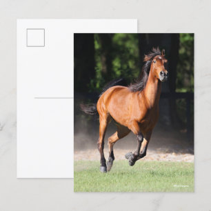 Bob Langrish Bay Tennessee Walker Running Vykort