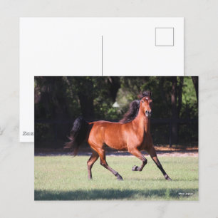 Bob Langrish Bay Tennessee Walker Running Vykort