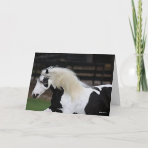 Bob Langrish Black and White Gypsy Vanner Headshot Kort