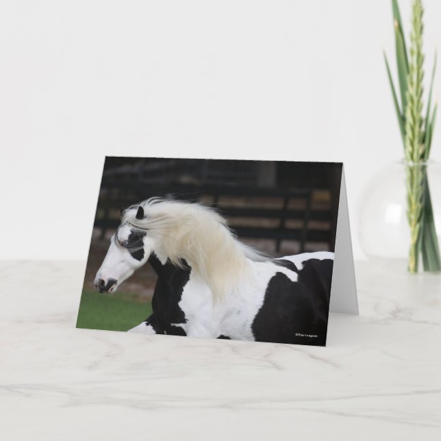Bob Langrish Black and White Gypsy Vanner Headshot Kort (Framsida)