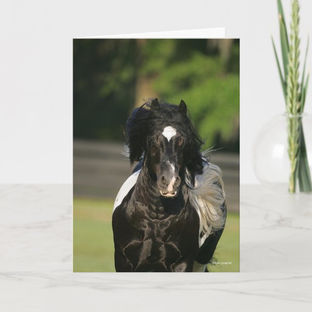 Bob Langrish Black and White Gypsy Vanner Headshot Kort (Framsida)