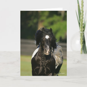 Bob Langrish Black and White Gypsy Vanner Headshot Kort