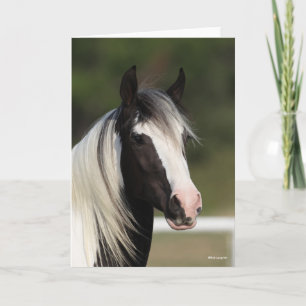 Bob Langrish Black and White Gypsy Vanner headshot Kort