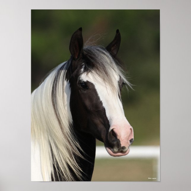 Bob Langrish Black and White Gypsy Vanner headshot Poster (Framsidan)