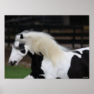 Bob Langrish Black and White Gypsy Vanner Headshot Poster