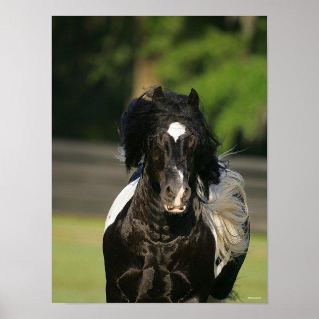 Bob Langrish Black and White Gypsy Vanner Headshot Poster (Framsidan)