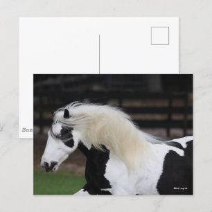 Bob Langrish Black and White Gypsy Vanner Headshot Vykort