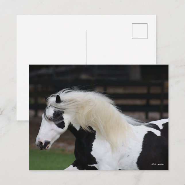 Bob Langrish Black and White Gypsy Vanner Headshot Vykort (Fram/baksida)