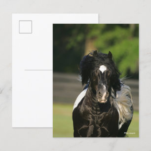 Bob Langrish Black and White Gypsy Vanner Headshot Vykort