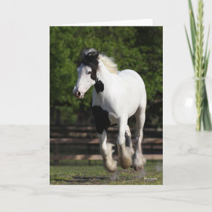 Bob Langrish Black and White Gypsy Vanner Running Kort