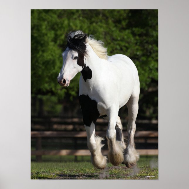 Bob Langrish Black and White Gypsy Vanner Running Poster (Framsidan)