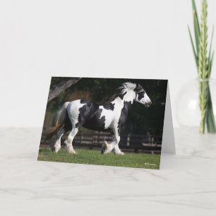 Bob Langrish Black and White Gypsy Vanner Walking Kort