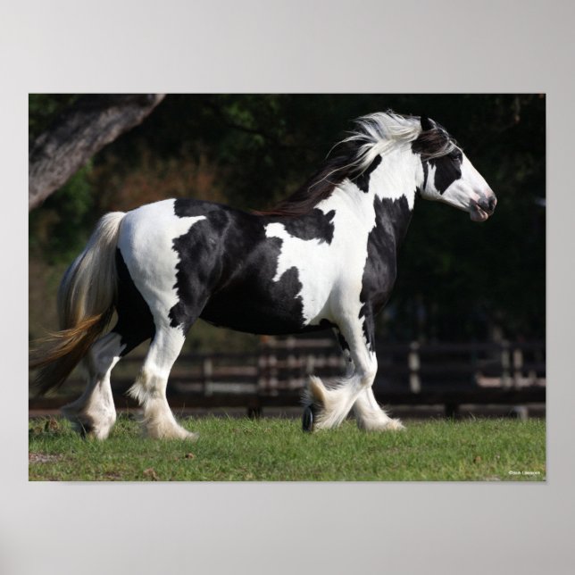 Bob Langrish Black and White Gypsy Vanner Walking Poster (Framsidan)