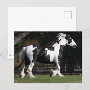 Bob Langrish Black and White Gypsy Vanner Walking Vykort