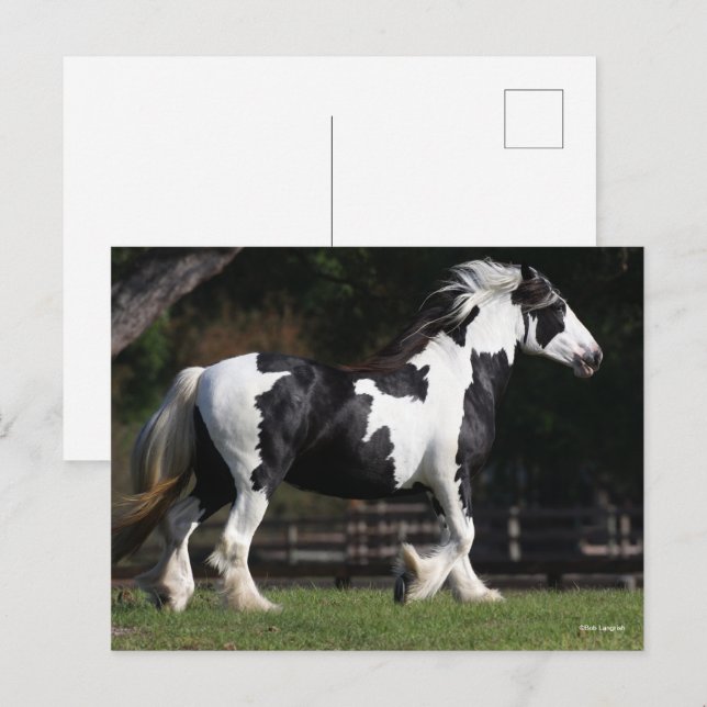 Bob Langrish Black and White Gypsy Vanner Walking Vykort (Fram/baksida)
