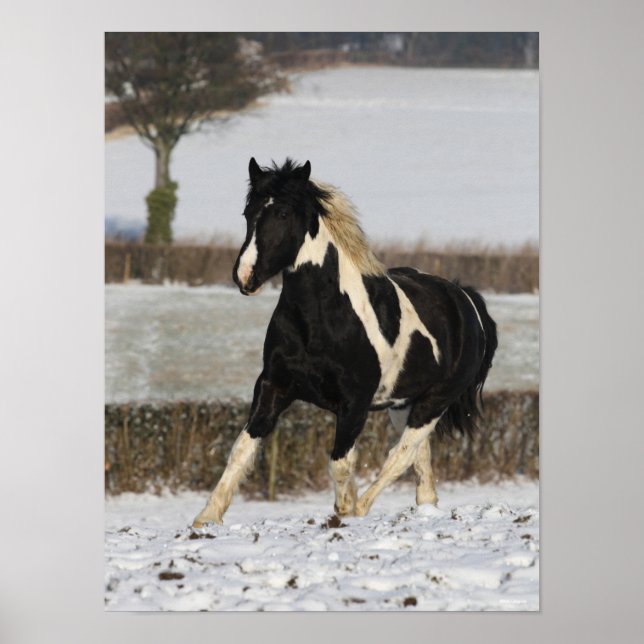 Bob Langrish Black and White Welsh Cob i Snö Poster (Framsidan)