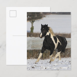 Bob Langrish Black and White Welsh Cob i Snö Vykort