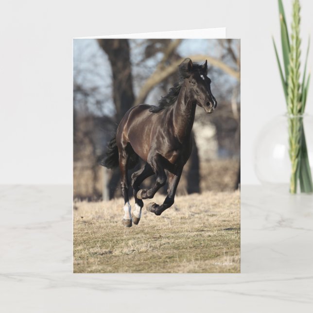 Bob Langrish | Black Andalucian Horse Running Kort (Framsida)
