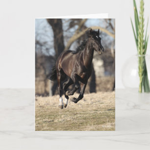 Bob Langrish Black Andalucian Horse Running Kort