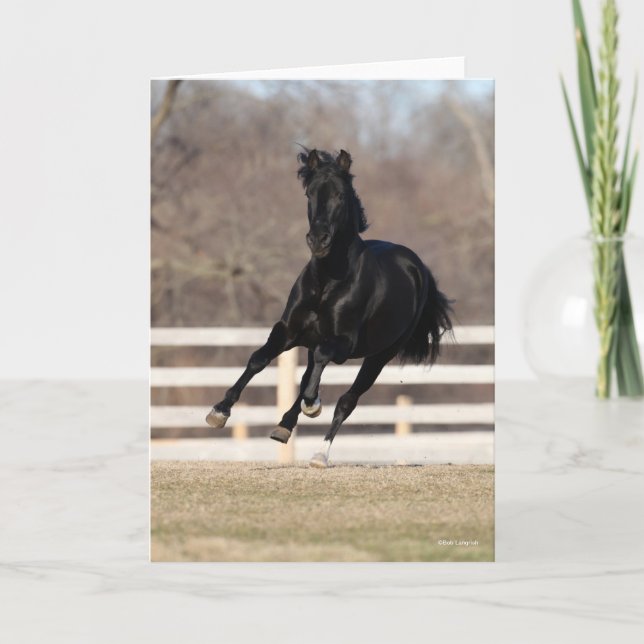 Bob Langrish | Black Andalucian Horse Running Kort (Framsida)