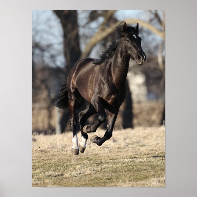 Bob Langrish | Black Andalucian Horse Running Poster (Framsidan)