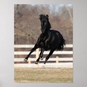 Bob Langrish   Black Andalucian Horse Running Poster