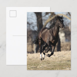 Bob Langrish Black Andalucian Horse Running Vykort