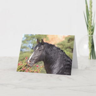 Bob Langrish Black Andalucian Stallion headshot Kort