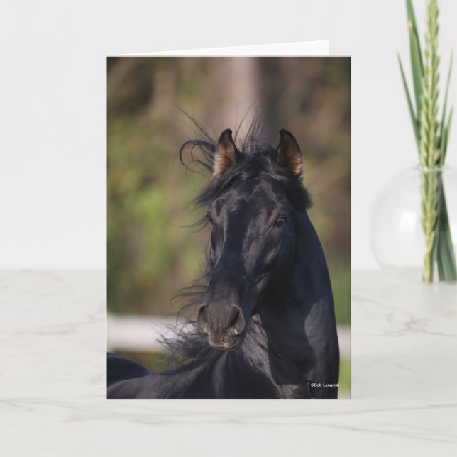 Bob Langrish | Black Andalucian Stallion Headshot Kort (Framsida)