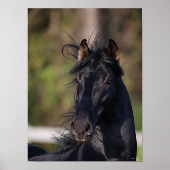 Bob Langrish | Black Andalucian Stallion Headshot Poster (Framsidan)