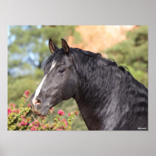 Bob Langrish   Black Andalucian Stallion headshot Poster