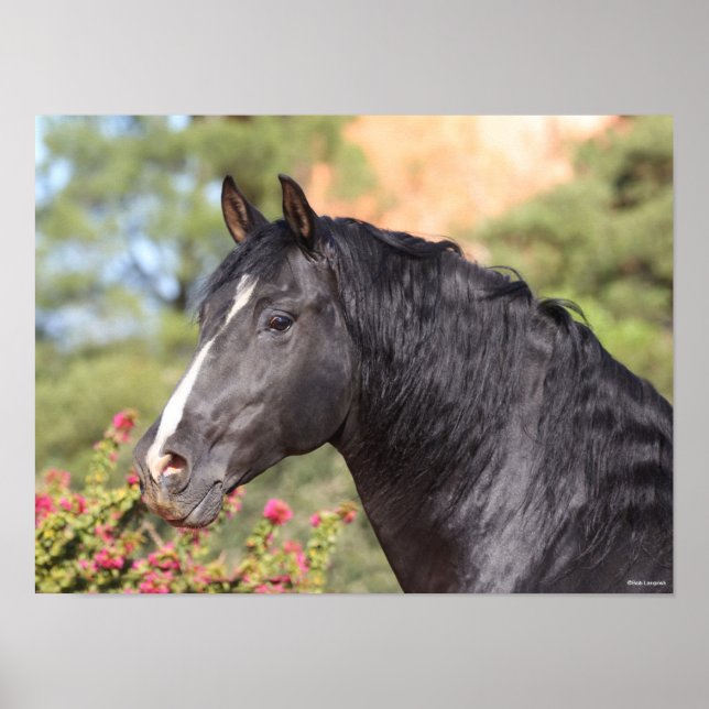 Bob Langrish | Black Andalucian Stallion headshot Poster (Framsidan)