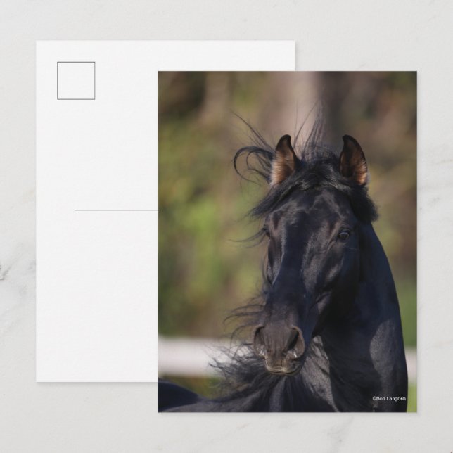 Bob Langrish | Black Andalucian Stallion Headshot Vykort (Fram/baksida)