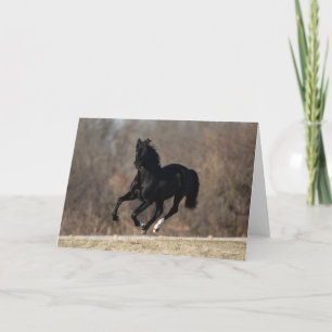 Bob Langrish Black Andalucian Stallion Running Kort