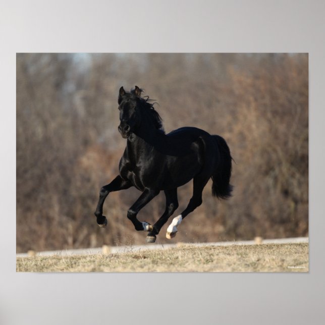 Bob Langrish | Black Andalucian Stallion Running Poster (Framsidan)